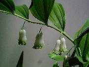 Polygonatum multiflorum or Solomon's Seal